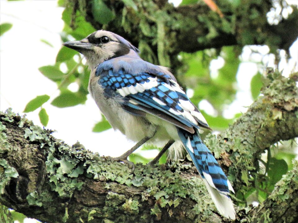 Blue and white wildlife green birds