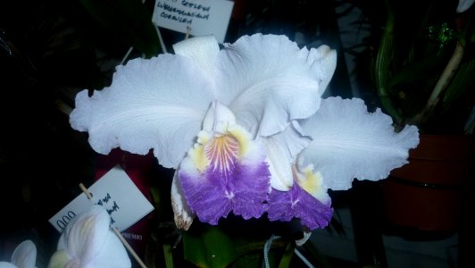 Picture Orchidaceae Collection 39