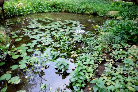 Pond Ecological Area, Fumin Ecology Park 20151107