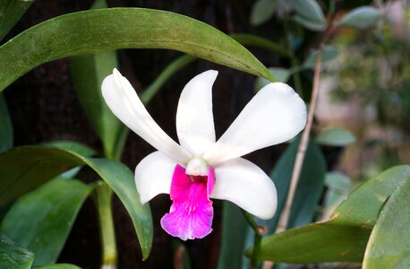 Orchid closeup single photo