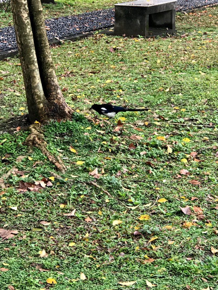 Pica serica in Minsheng Park 20180223