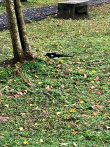 Pica serica in Minsheng Park 20180223