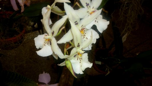 Picture Orchidaceae Collection II 25