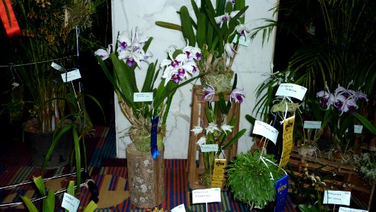 Picture Orchidaceae Collection III 10