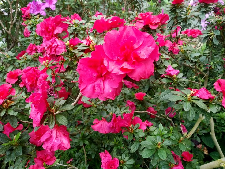 Rhododendron cv. Kiev Grishko 09