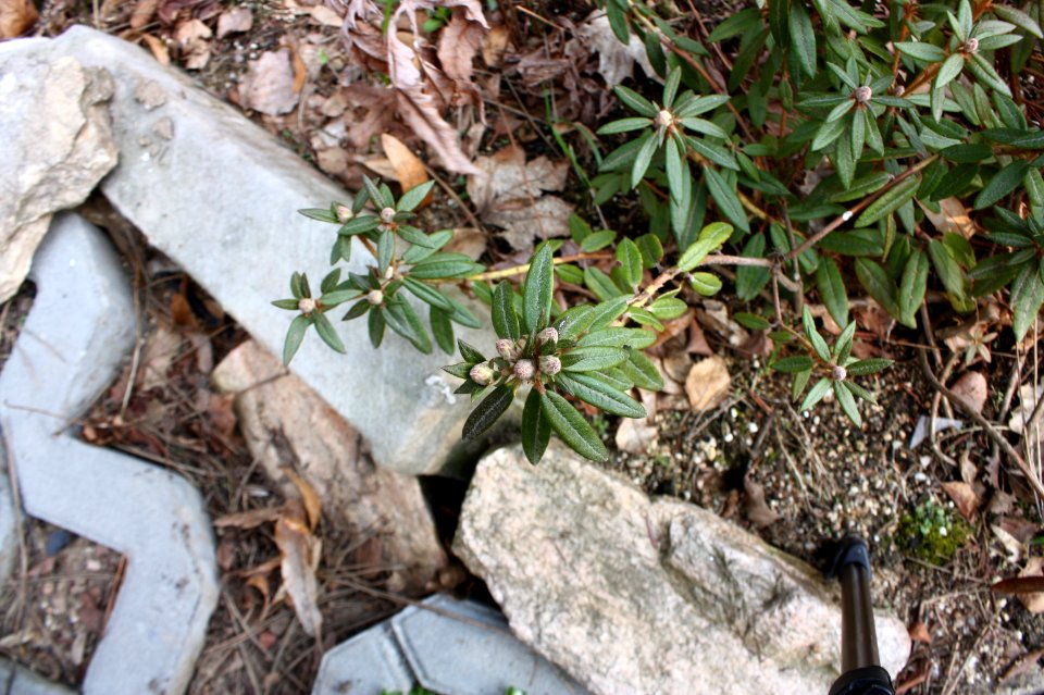 Rhododendron tomentosum 6865