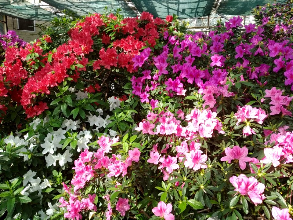 Rhododendron cv. Kiev Grishko 04