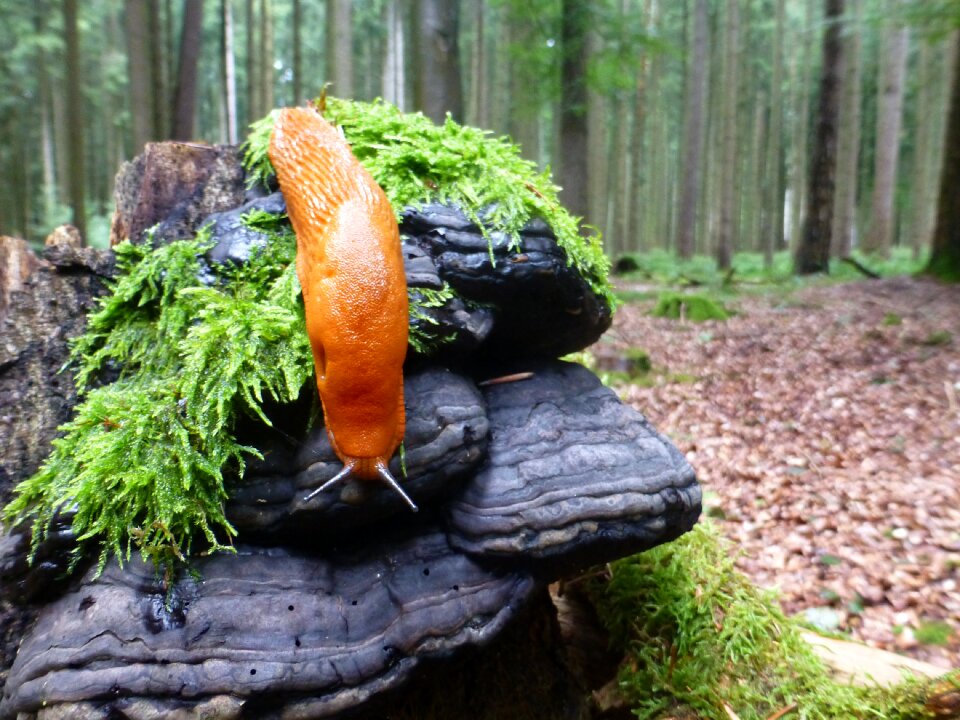 Tinder red wegschnecke forest