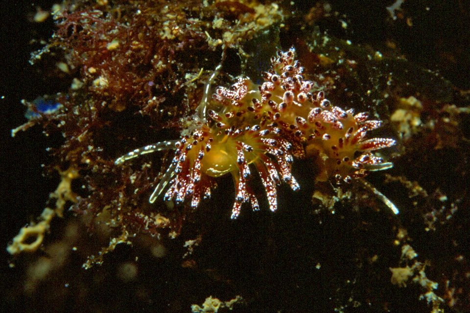 Trinchesia ocellata (Schmekel, 1966) - accouplement - Banyuls-sur-Mer - 07-92 