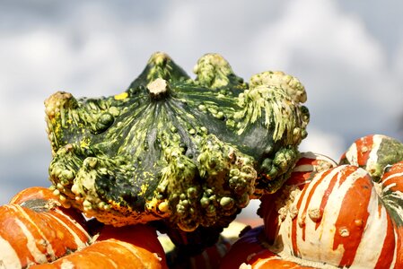 Decoration colorful harvest