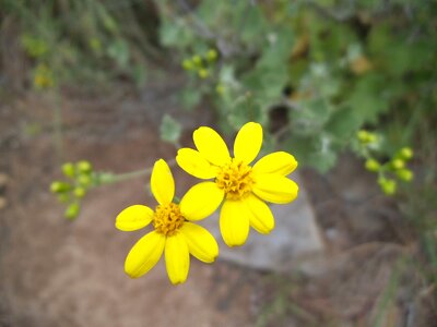 Nature plant yellow flowers photo