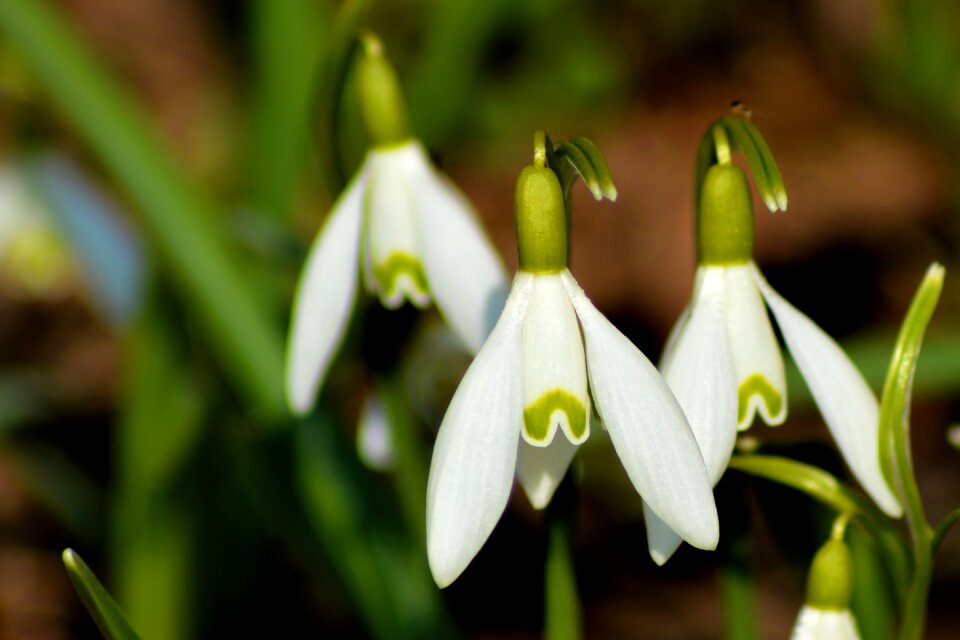 Flower leaf season photo