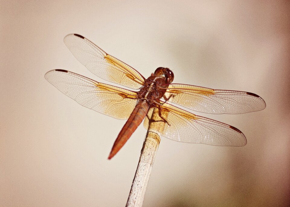Animal insect wildlife