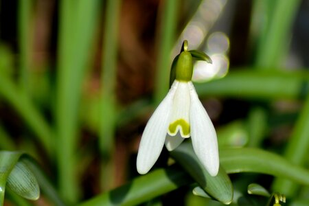Plant leaf flower