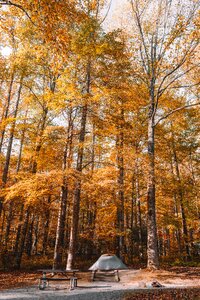 Nature autumn woods photo