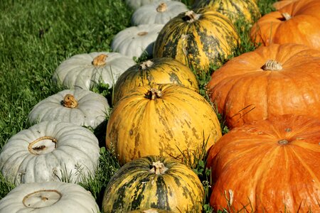 Decoration pumpkin autumn decoration photo