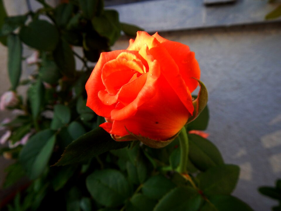 Pink beauty bud of flower
