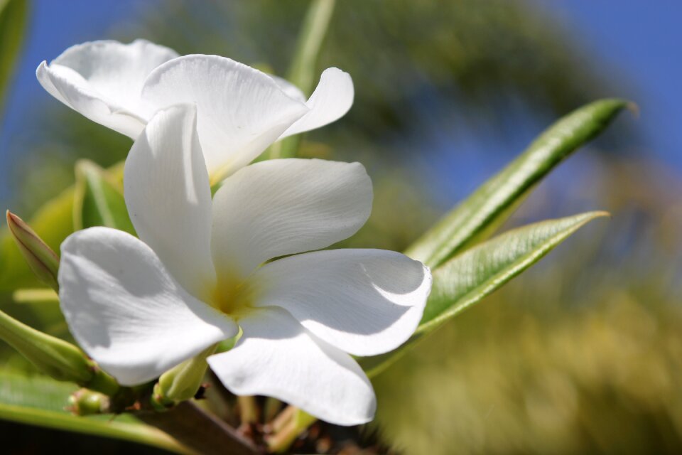 Nature floral blossom