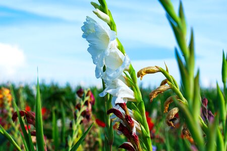 Gladiolus flowers summer flower