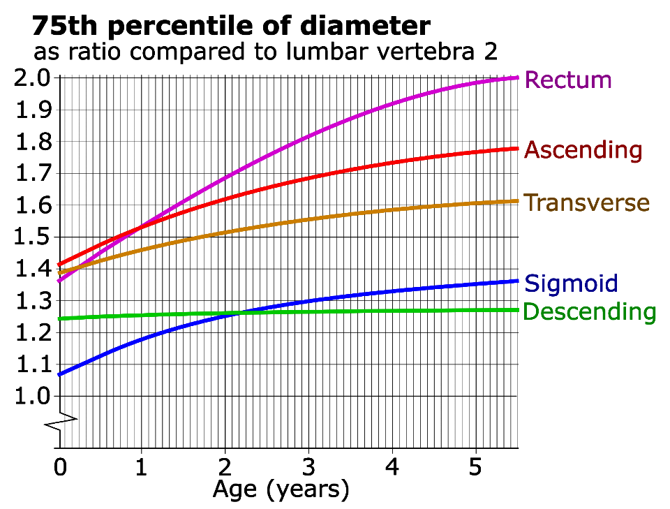 Ratios of large intestinal segments compared to lumbar vertebra 2