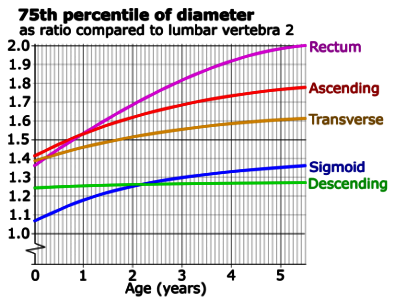 Ratios of large intestinal segments compared to lumbar vertebra 2 photo