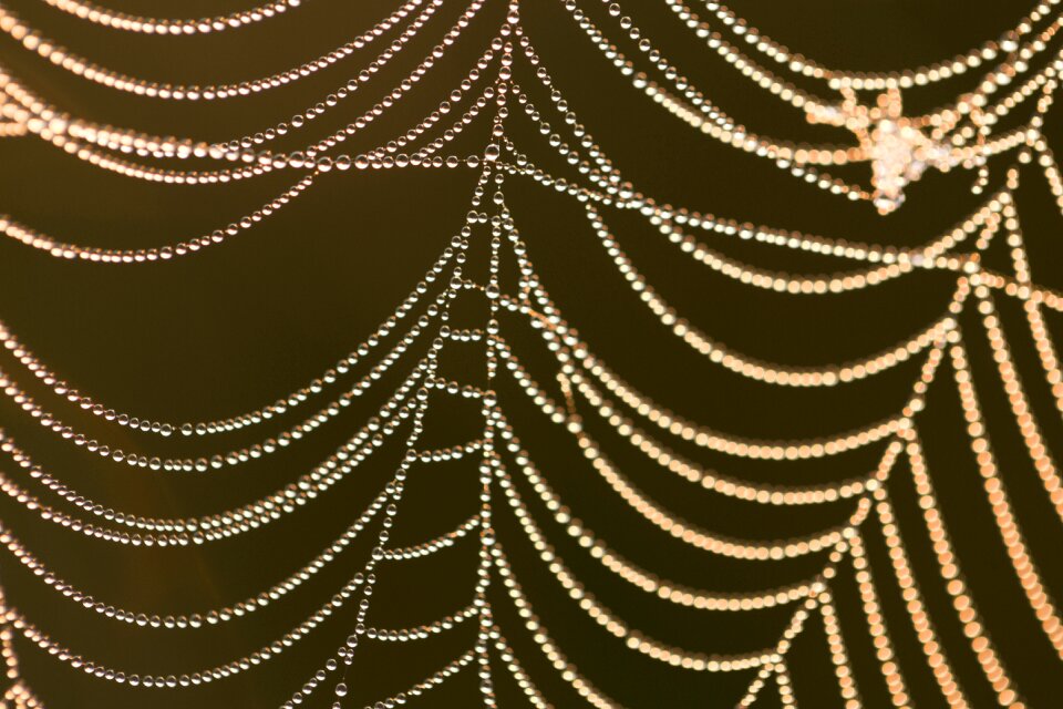 Animal macro web spiders