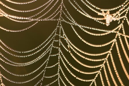 Animal macro web spiders photo