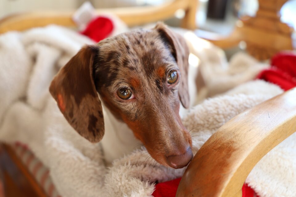 Animals pet portrait