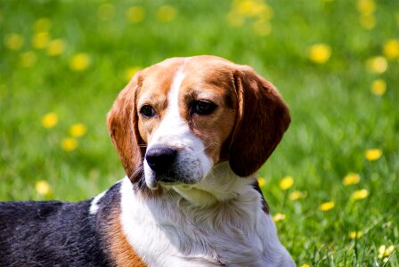 Animal cute floppy ears photo