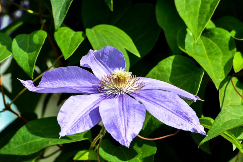 Sheet garden summer