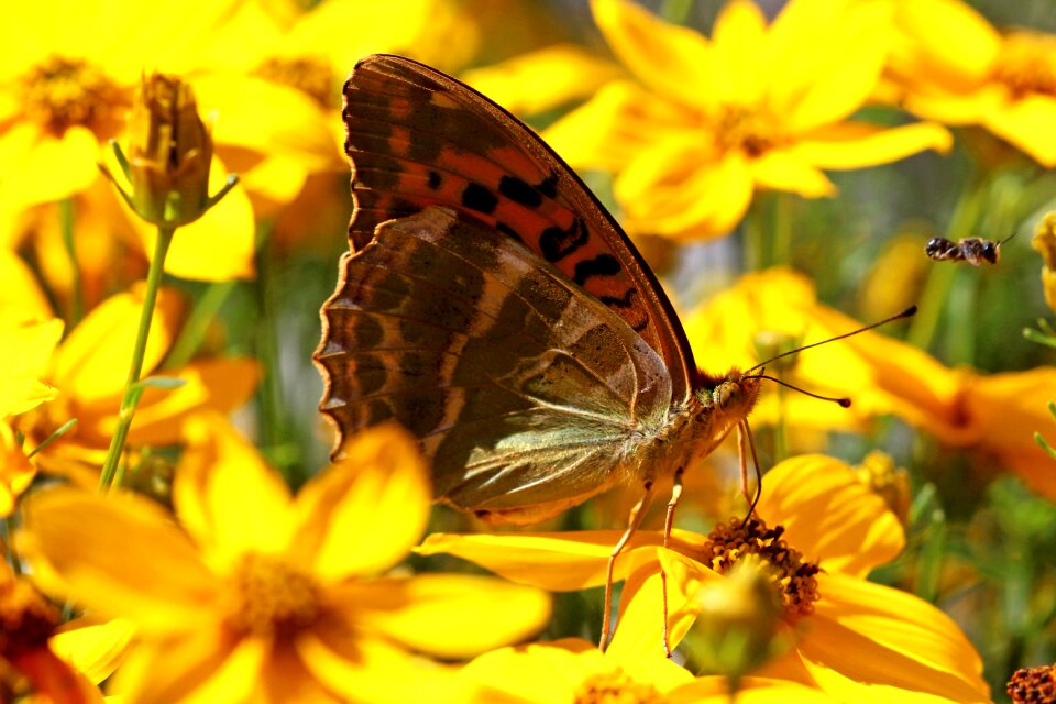 Butterfly insect flowers