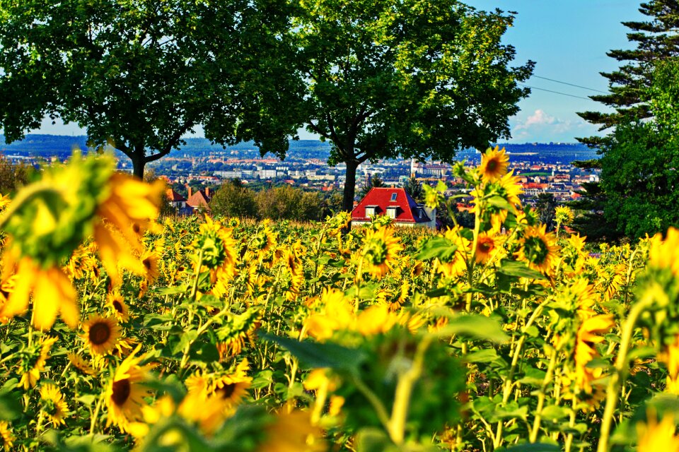 Sunflower flowers field of flowers