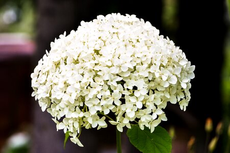 Sheet garden blooming