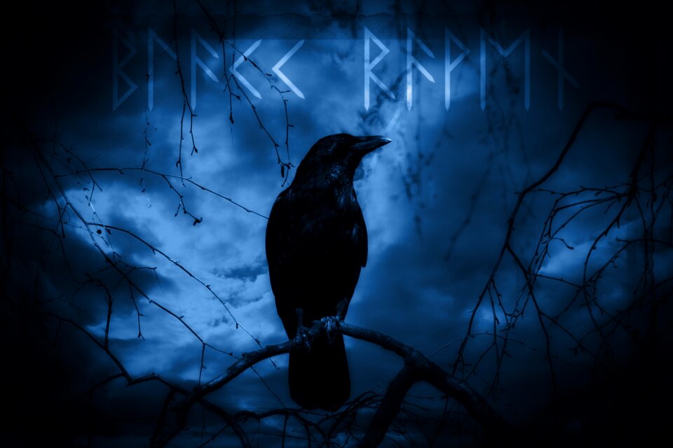 Night moonlight raven bird