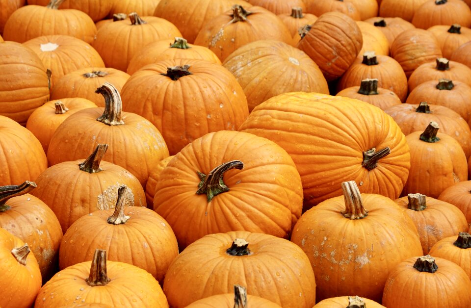 Pumpkin decoration harvest photo