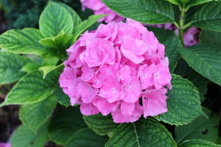 Red rose pink flowers color pink