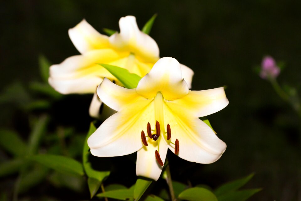 Garden sheet lily