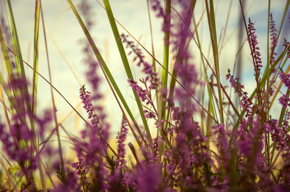 Purple plant blossom