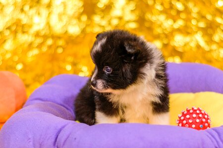 Spitz puppies puppies dogs