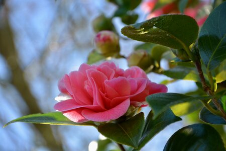 Flower plant leaf