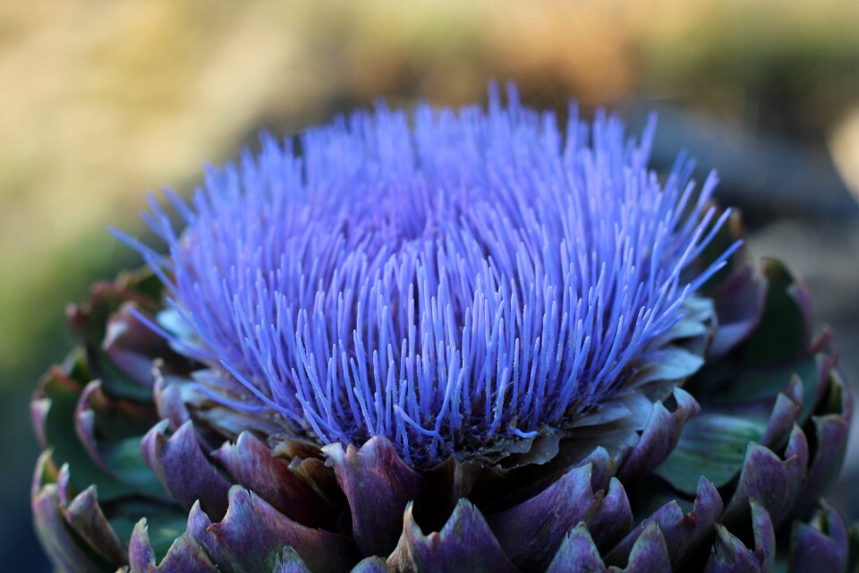 Outdoors closeup artichoke