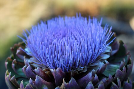Outdoors closeup artichoke