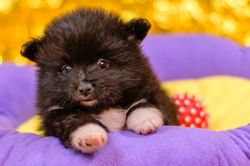 Spitz puppies puppies dogs