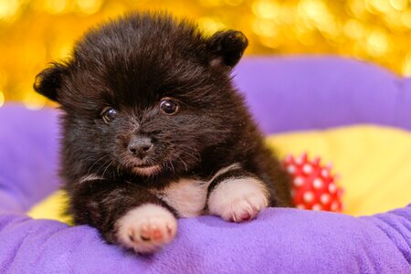 Spitz puppies puppies dogs