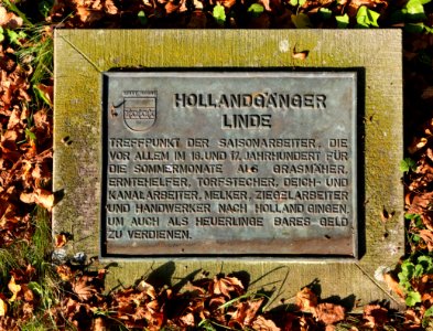 Rodde Hollandgaengerlinde 09