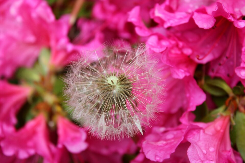 Garden leaf dandelion