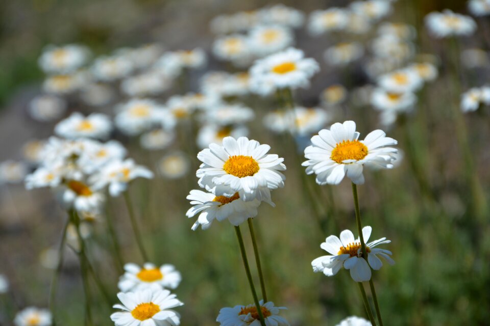 Spring flowers plant flowers