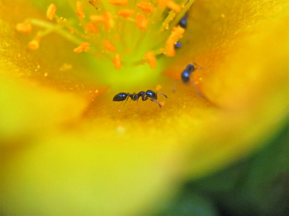 Bloom yellow flower