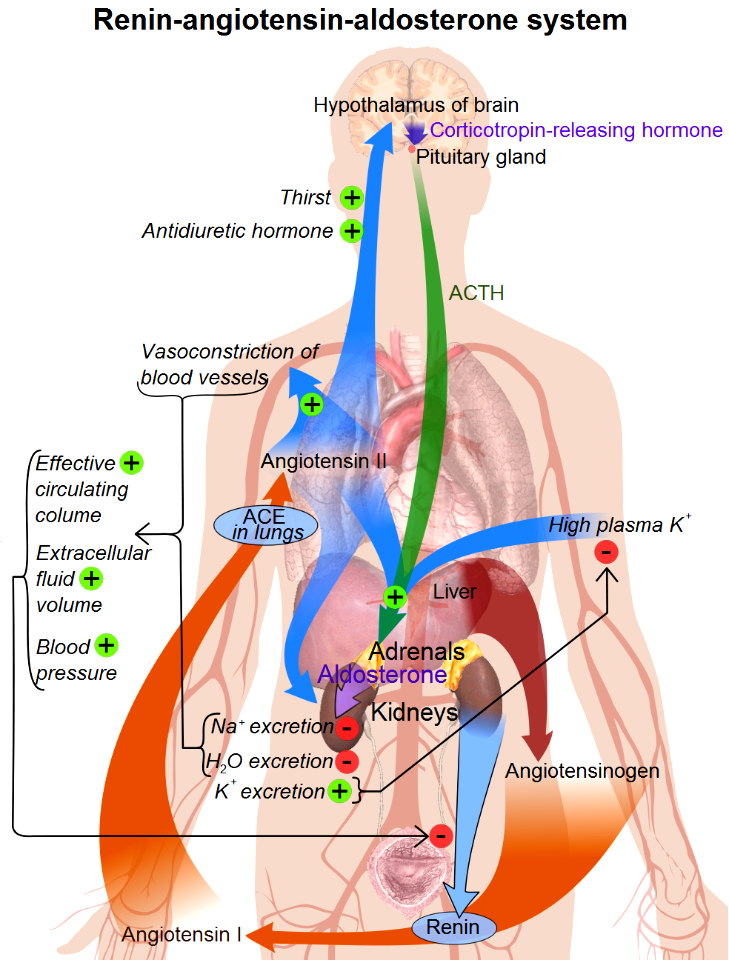 Renin-angiotensin system in man shadow