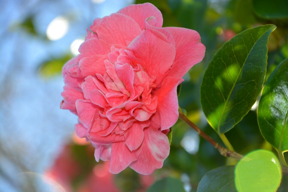 Shrub nature plant